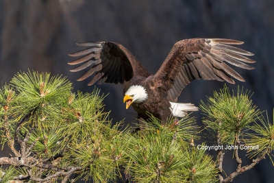 Bald-Eagle;Calling;Eagle;Flying-Bird;Haliaeetus-leucocephalus;Photography;action